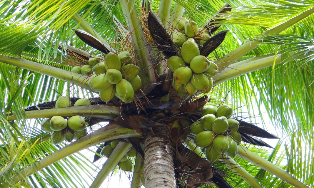 Palma kokosowa jak dbać?